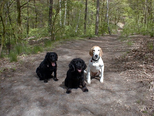 Hunde Grunewald
